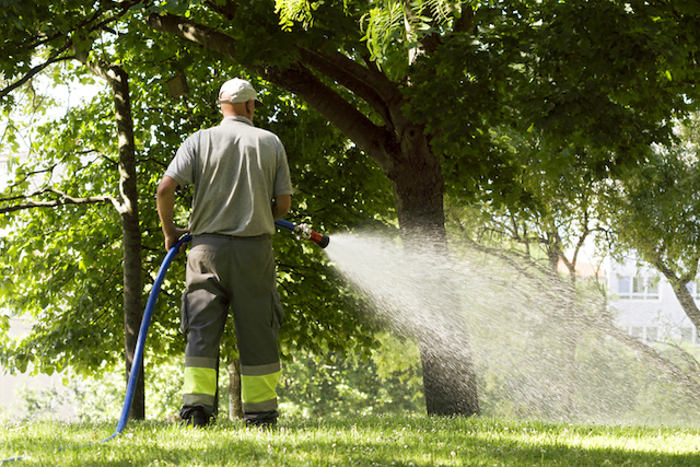 watering