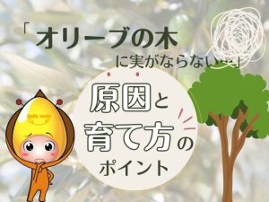 オリーブの木に実がならない原因と育て方のポイント