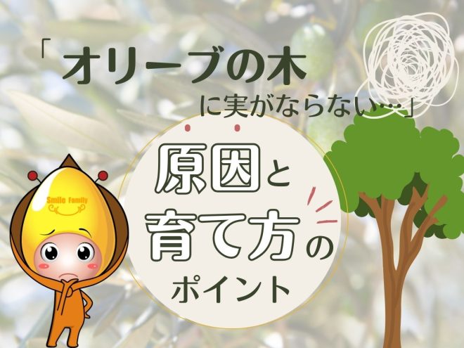 オリーブの木に実がならない原因と育て方のポイント