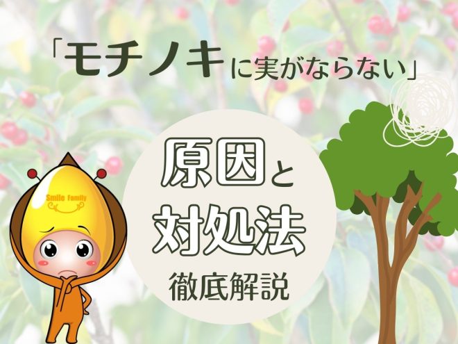 「モチノキに実がならない」原因と対処法を徹底解説