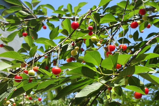 cherry tree