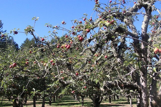 apple tree