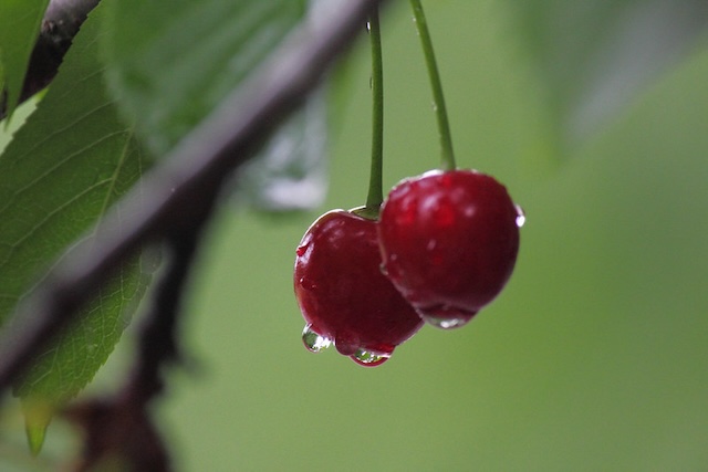 cherry tree