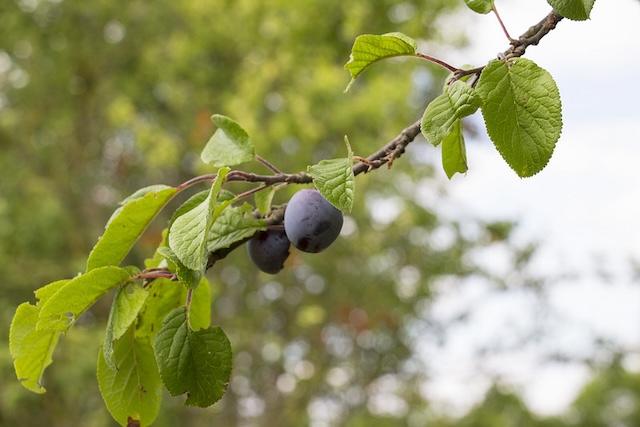 Prunus