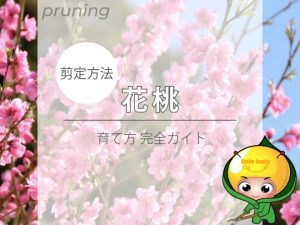 【剪定方法】花桃（育て方完全ガイド）