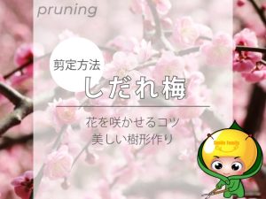 【剪定方法】しだれ梅（花を咲かせるコツ・美しい樹形作り）