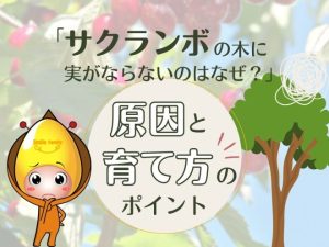 サクランボの木に実がならないのはなぜ？原因と育て方のポイント