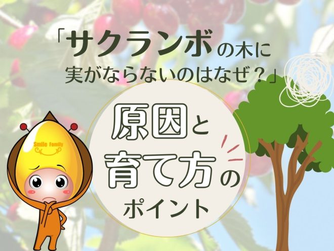 サクランボの木に実がならないのはなぜ？原因と育て方のポイント