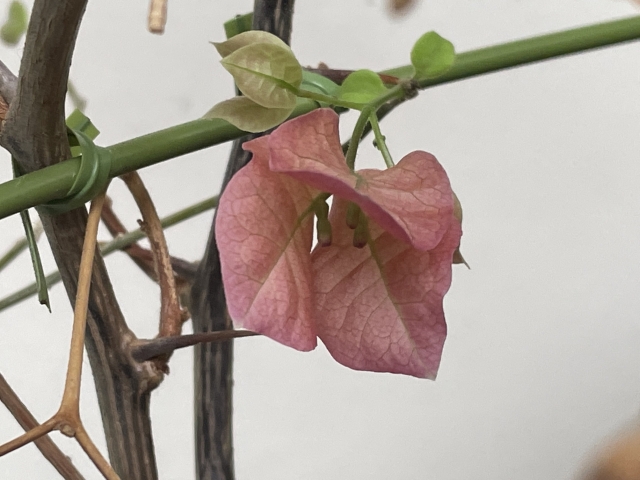 ブーゲンビリアの花のアップ