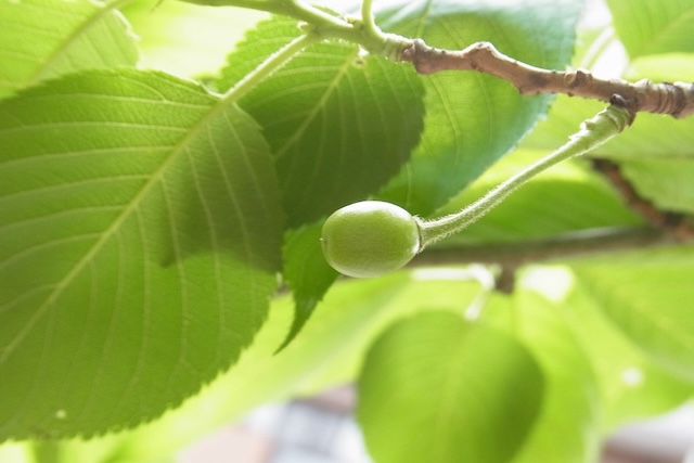 cherry tree