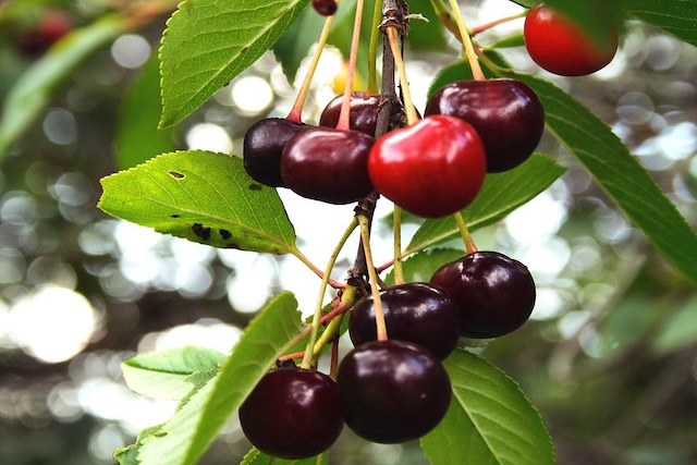 cherry tree