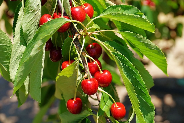 cherry tree