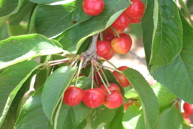 cherry tree