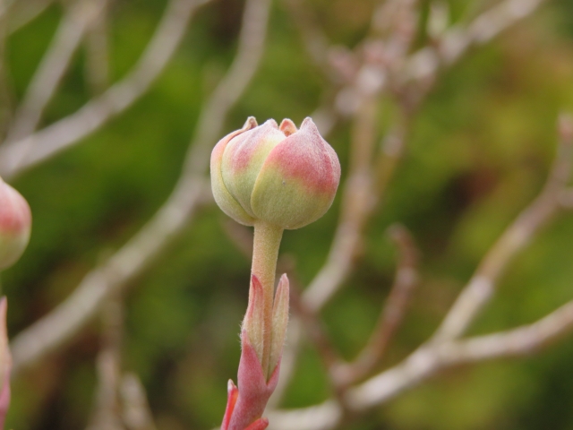 ハナミズキの花芽