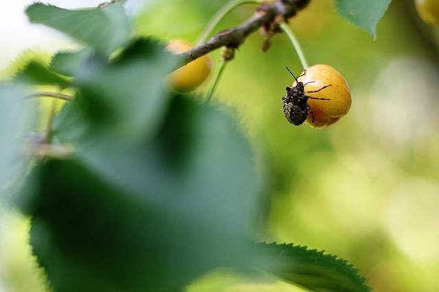 cherryandbug