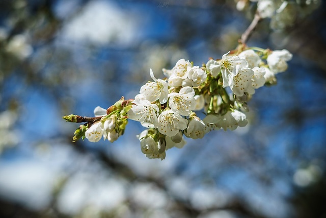 cherry tree