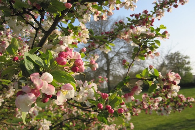 apple tree