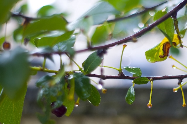 cherry tree