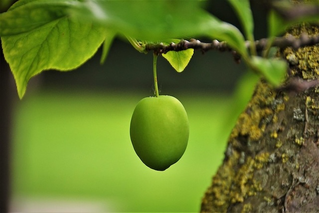 Prunus