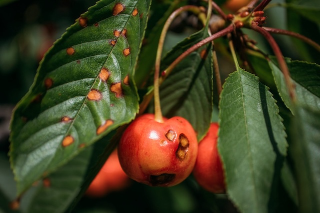 cherry tree