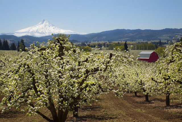 cherry tree