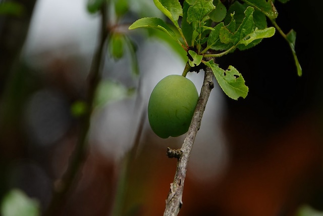 Prunus