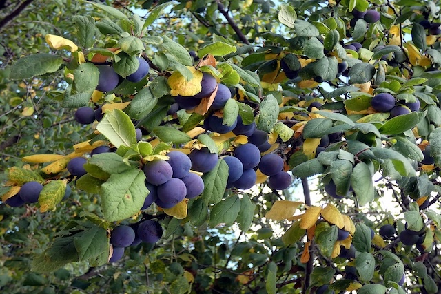 Prunus