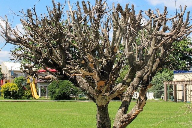 Prunus