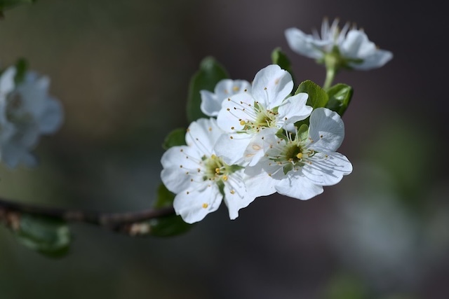 Prunus