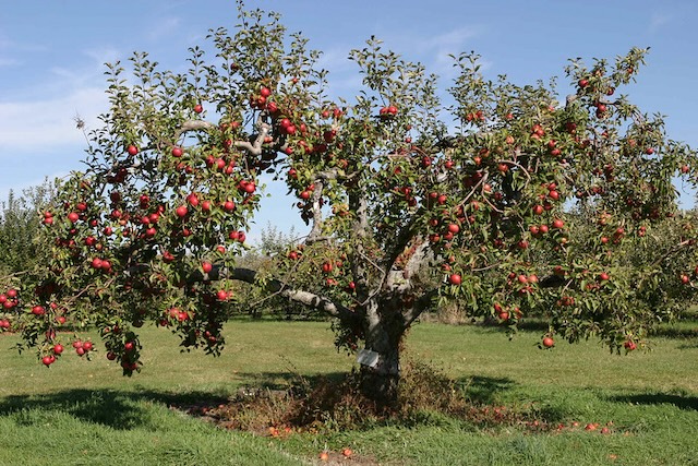 apple tree