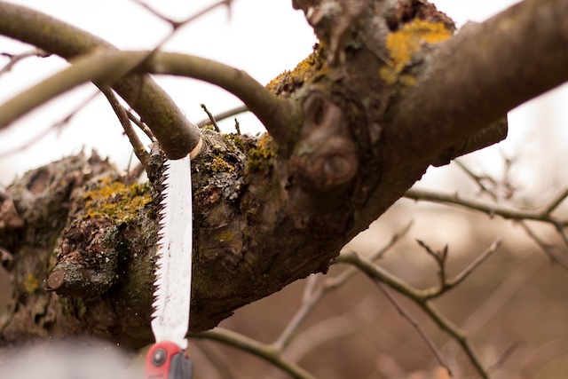 pruning