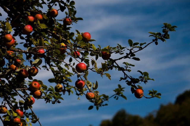 apple tree