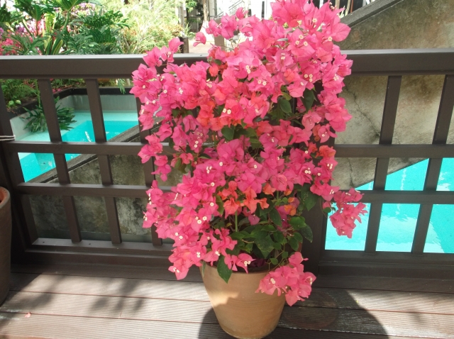 鉢植えのブーゲンビリア