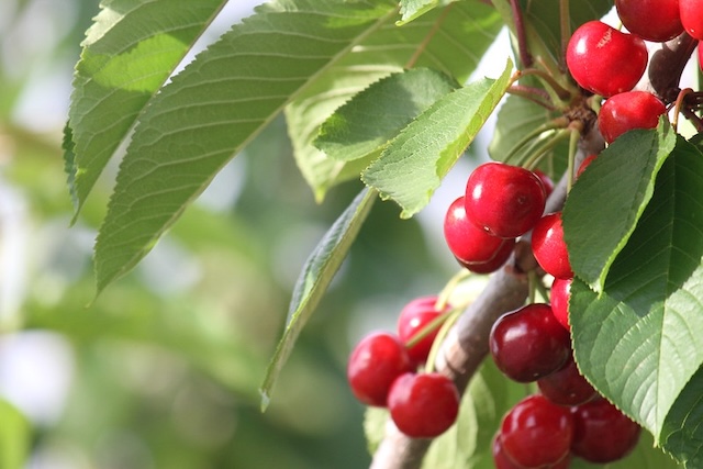 cherry tree