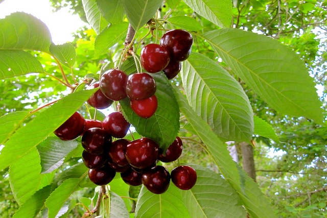 cherry tree