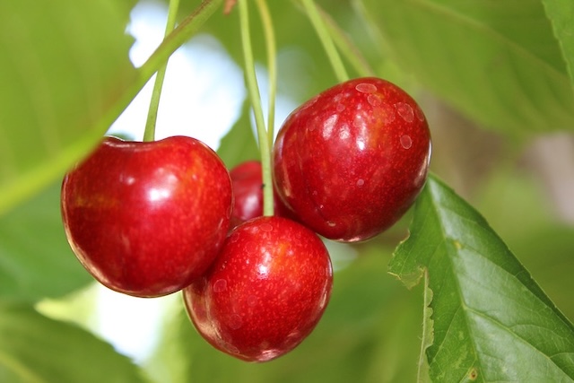 cherry tree
