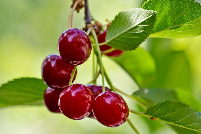 cherry tree