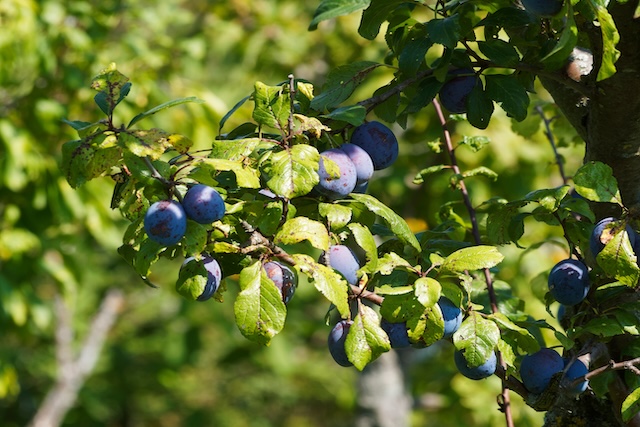Prunus