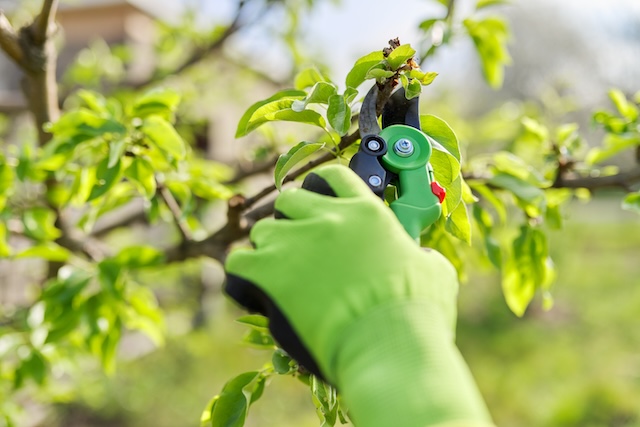 Pruning