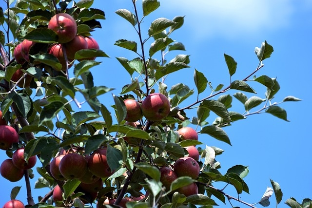 apple tree