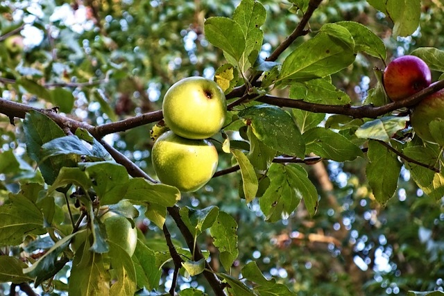 apple tree