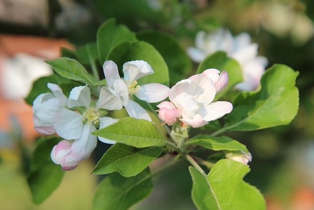 apple tree
