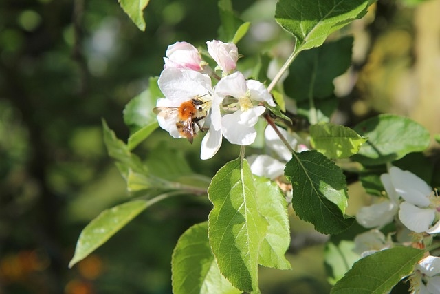 apple tree