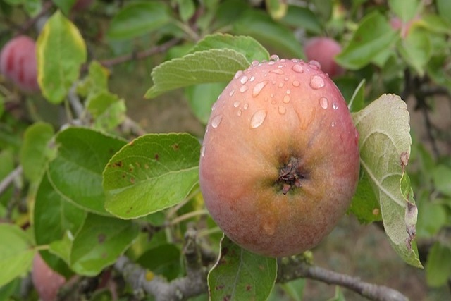 apple tree
