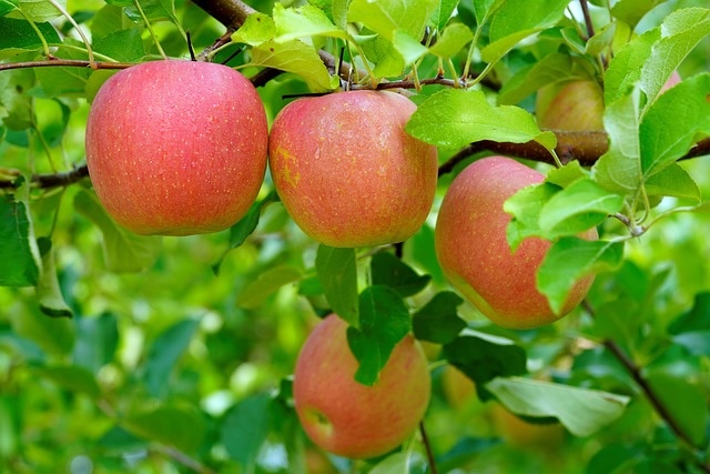 apple tree