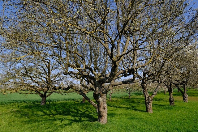 apple tree