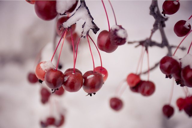 cherry tree