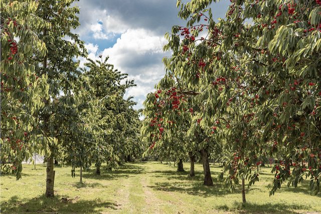 cherry tree