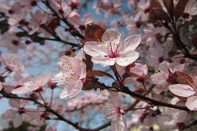 Prunus