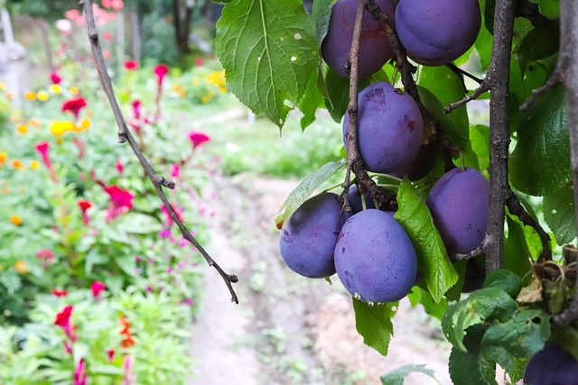 Prunus
